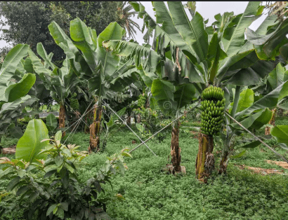 Banana plantation representing KIUL's roots in community and land